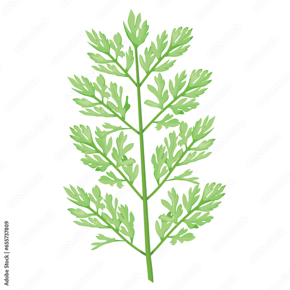 Fototapeta premium A Decompound leaf type in Carrot or Daucus leaf Botanical Element