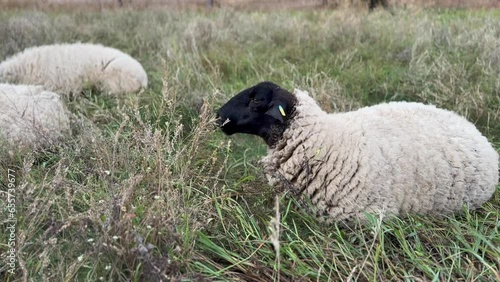 Suffolk sheep lying and chewing in a pasture