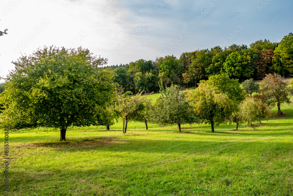 Obstbäume im Feld