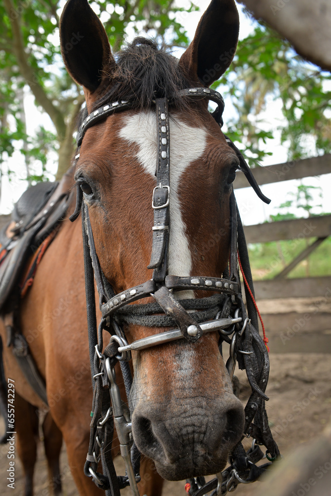 Obraz premium portrait of a horse, close up of horse, zoology
