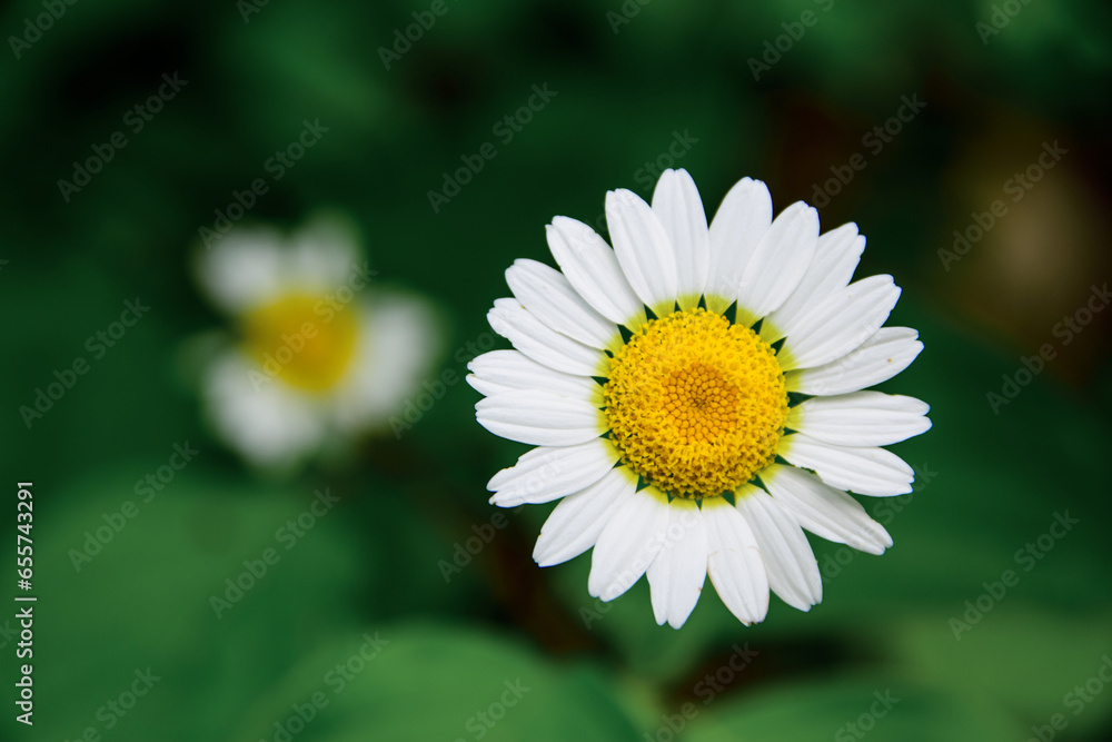 Fototapeta premium white daisy on green background