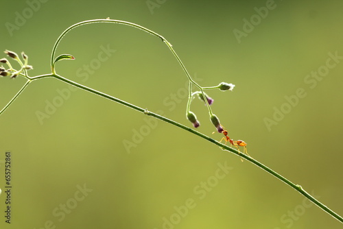 ant, weaver ant, a weaver ant biting a grass flower