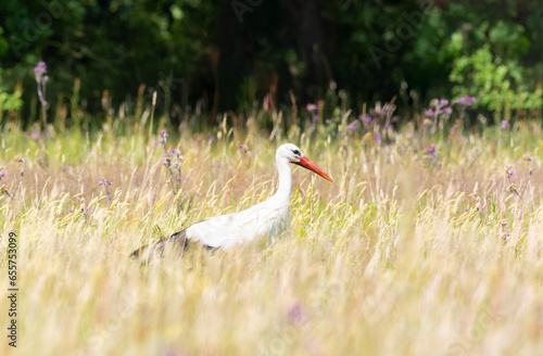 Portrait of upright walking foraging stork, Ciconia ciconia, in a natural meadow and natural biotope with many types of grasses and herbs and suitable food for foraging photo