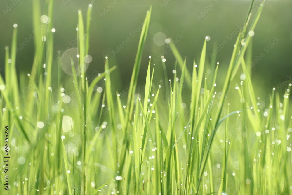 Obraz premium leaves, grass leaves, green grass leaves in the morning