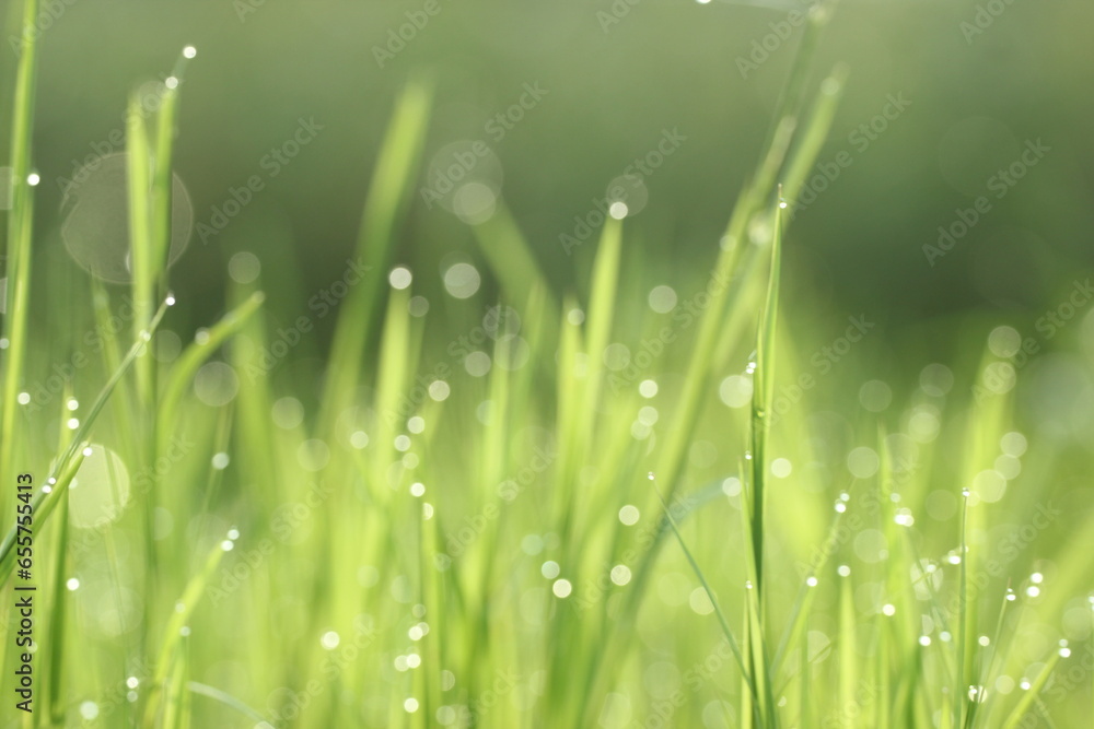 Obraz premium leaves, grass leaves, green grass leaves in the morning