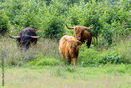 Free-living herd of black Scottish Highland bull with brown cow and brown calf in Drenthe nature reserve along Rolder Diep between Rolde and Anderen photo