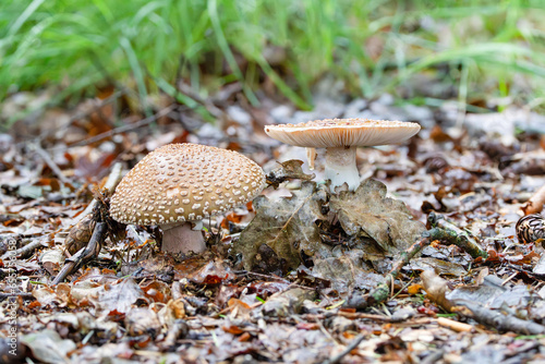 Quadro em tela Close up of a Blushing amanita, Amanita rubescens, with clearly visible top with