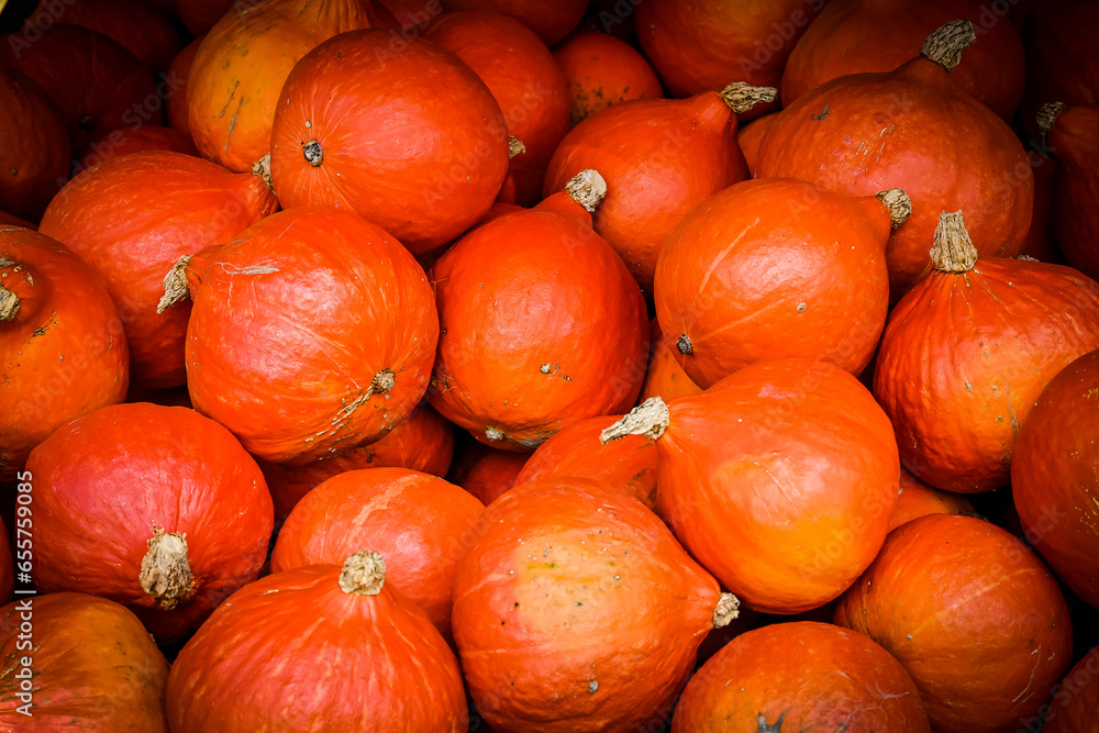 Kürbis, Knirps, Oranger Knirps, Hokkaidokürbis, Cucurbita Maxima, Speisekürbis, Potimarron, Kürbisernte, Kürbisrezepte, Herbstmarkt, Herbstfest, Herbst, Baselland, Schweiz Kürbis, Knirps, Oranger Knirps, Hokkaidokürbis, Cucurbita Maxima, Speisekürbis, Potimarron, Kürbisernte, Kürbisrezepte, Herbstmarkt, Herbstfest, Herbst, Baselland, Schweiz
