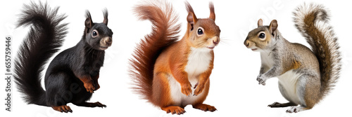 squirrel collection (red, brown grey, black), animal bundle isolated on a white background as transparent PNG photo