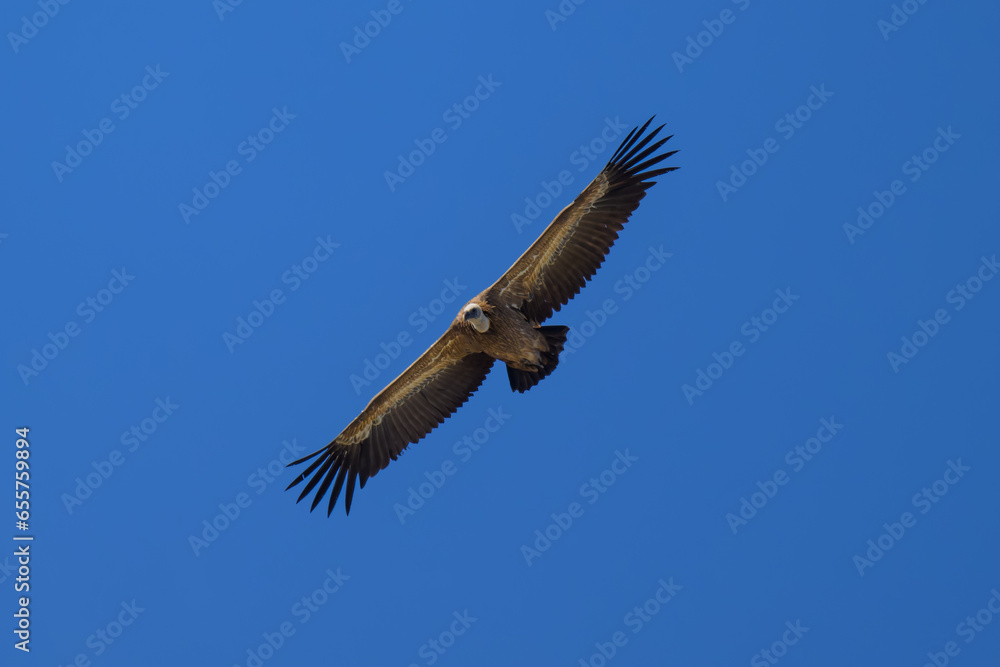 Obraz premium Buitre Leonado ibérico