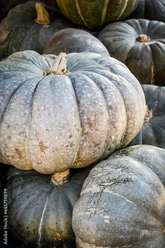 Kürbis, Moranga Coroa, Cucurbita Maxima, Speisekürbis, Kürbisernte, Kürbismarkt, Kürbisfest, Herbst, Schweiz Kürbis, Moranga Coroa, Cucurbita Maxima, Speisekürbis, Kürbisernte, Kürbismarkt, Kürbisfest, Herbst, Schweiz