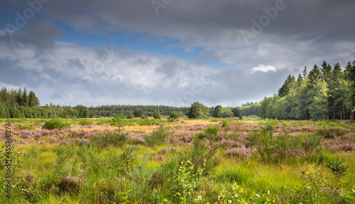 View over the heathland of Boswachterij Grolloo with shrubs and flowering heather, Calluna vulgaris, surrounded by production forests with conifers against a sky with dark clouds