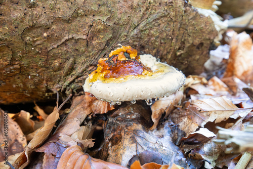 Close up of a Red-belted Bracket fungus, Fomitopsis pinicola, with water droplets on the edges growing on a dead lying tree trunk surrounded by dry dead deciduous tree leaves photo