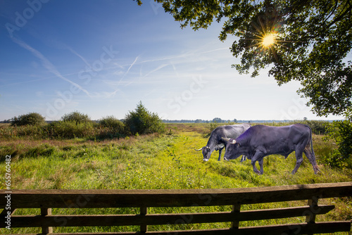 Wide natural landscape with Sayaguesa bull and cows used for nature conservation in the Dutch province of Drenthe against a background of blue sky and sunbeams through foliage photo