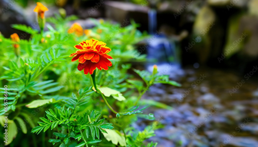 colorful flowers greenery and sunlight