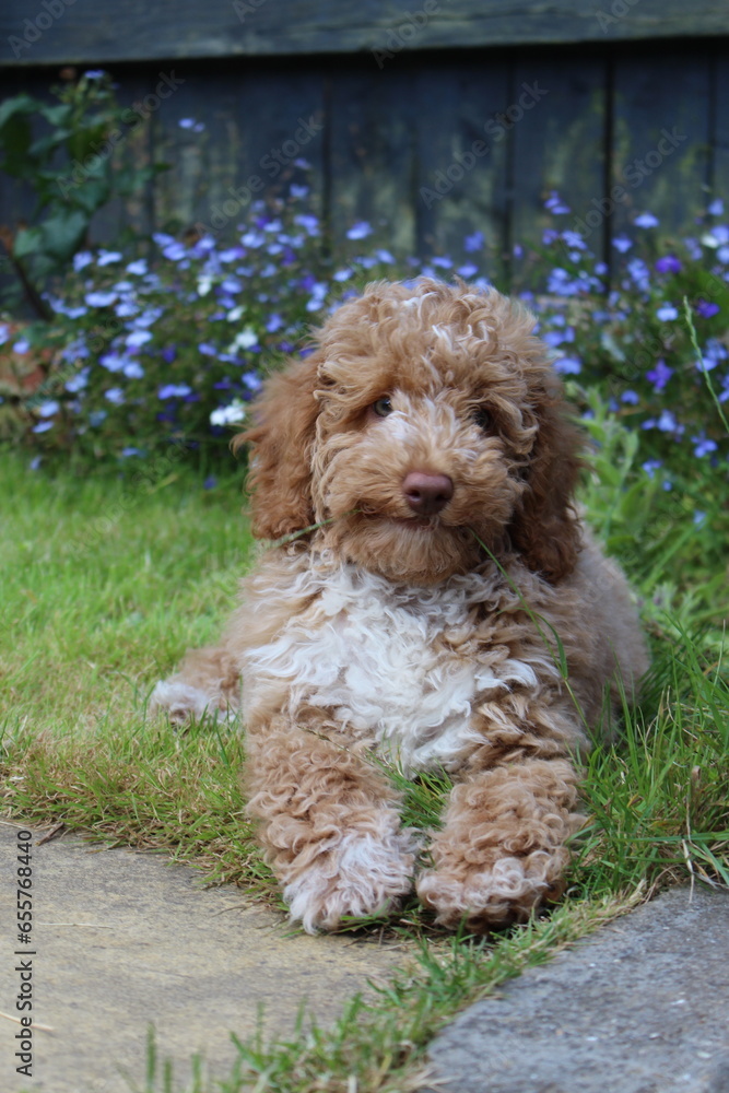 Fototapeta premium puppy 