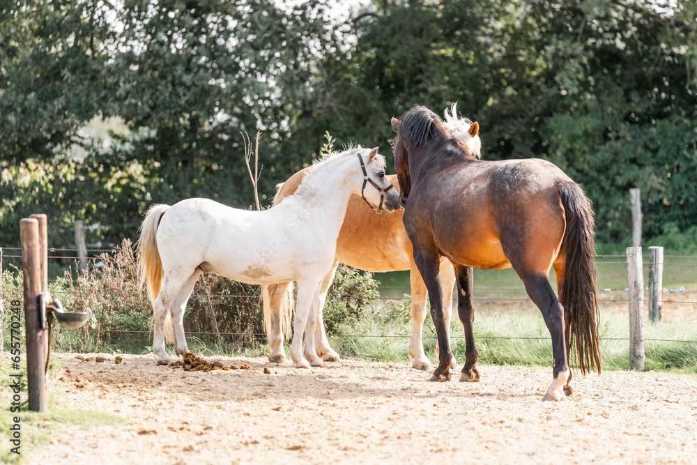 Horses living their best life in the paddock paradise track system Horses living their best life in the paddock paradise track system