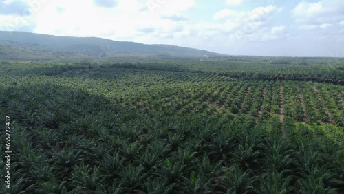 Aerial view of a very large oil palm plantation with a mountain background photo