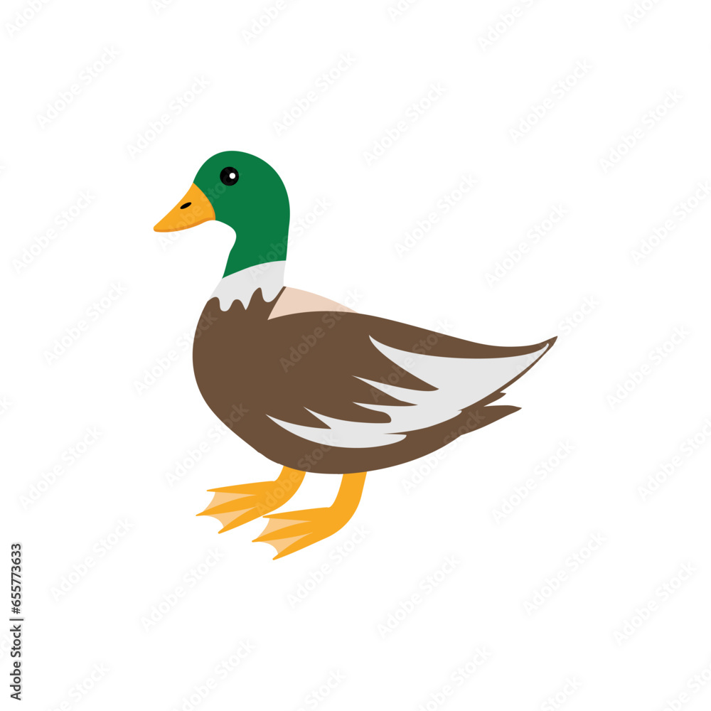 Cute duck with green head standing. Vector illustration isolated on white background. Farm animal