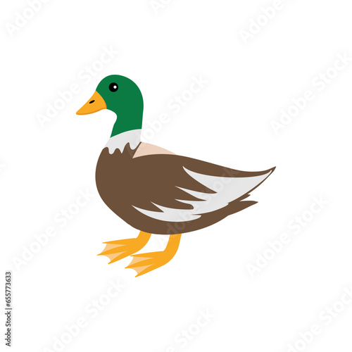 Obraz na płótnie Cute duck with green head standing. Vector illustration isolated on white background. Farm animal w salonie