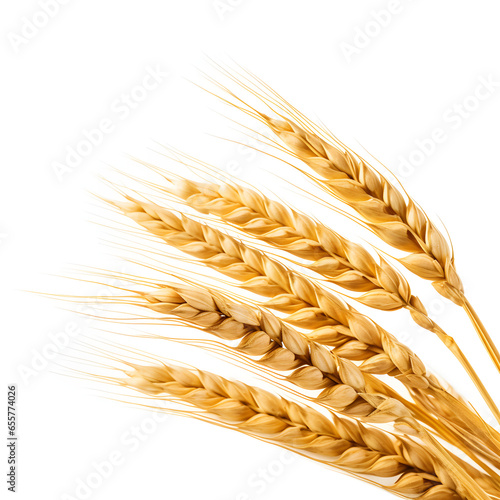 wheat ears isolated on white