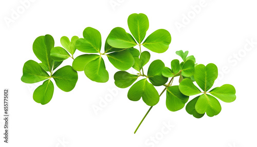 four leaf clover isolated on transparent background cutout photo