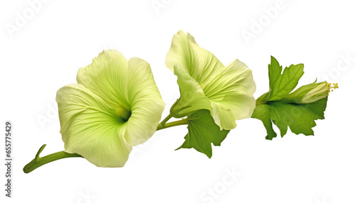 Fototapeta Naklejka Na Ścianę i Meble -  green flower isolated on transparent background cutout