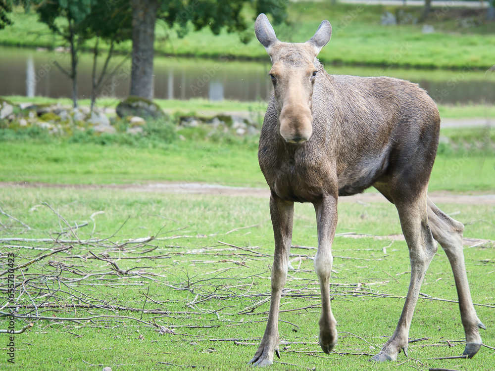 Moose cow in Scandinavia on a meadow. King of the forests in Sweden. Largest mammal Moose cow in Scandinavia on a meadow. King of the forests in Sweden. Largest mammal