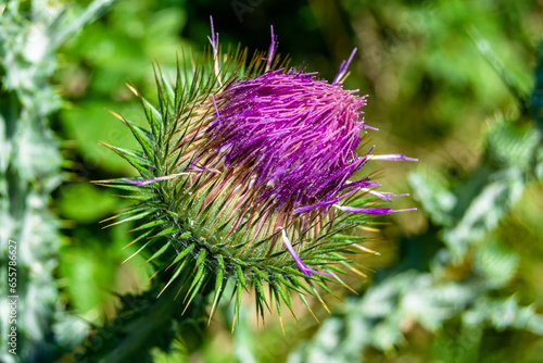 Beautiful growing flower root burdock thistle on background meadow photo