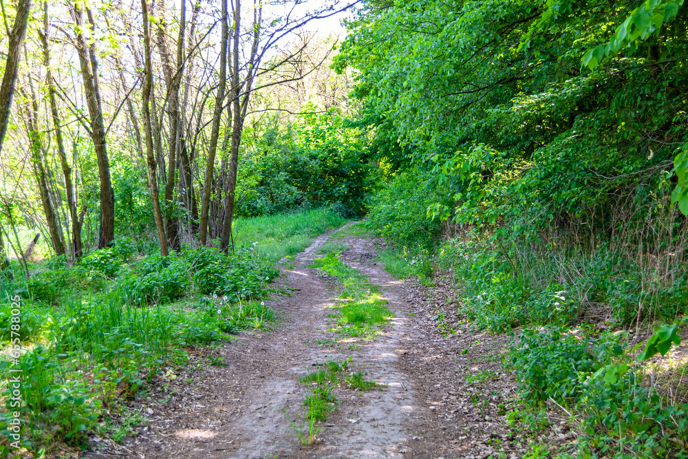 Photography on theme beautiful footpath in wild foliage woodland