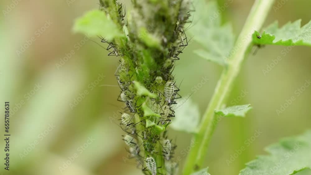 Close-up of a colony of aphid insects that tightly cling to a grass stem. Many individuals move and crawl to another place. Close-up of a colony of aphid insects that tightly cling to a grass stem. Many individuals move and crawl to another place.