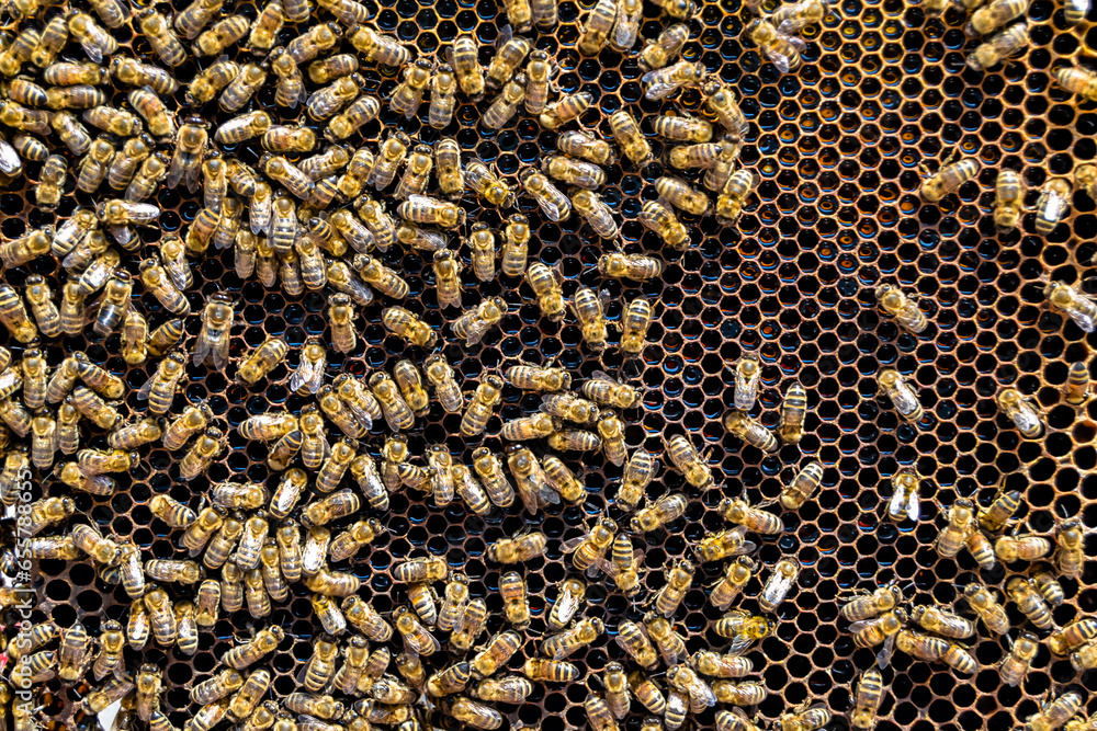 Abstract hexagon structure is honeycomb from bee hive filled Abstract hexagon structure is honeycomb from bee hive filled
