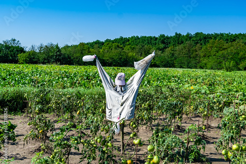 Scary scarecrow in garden discourages hungry birds photo