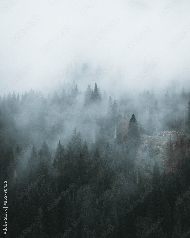 Obraz na płótnie fog in the forest w salonie
