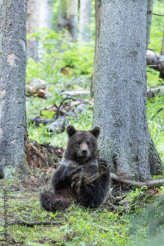 brown bear in green summer forest