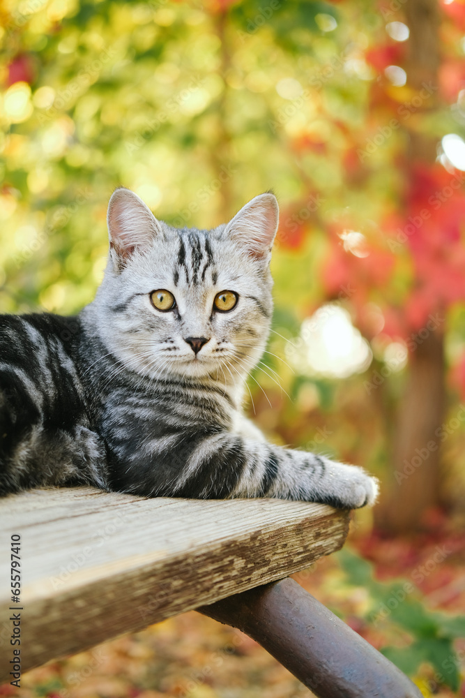 Fototapeta premium Grey stripped cute young cat sitting on the bench outdoor, fall or autumn colorful background.