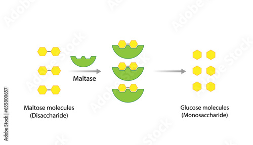 Carbohydrates Digestion. Maltase Enzymes catalyze Disaccharide Maltose Molecules to glucose Glucose Sugar Formation. Scientific Diagram. Vector Illustration.