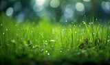 Fresh lush green grass on meadow with drops of water dew.