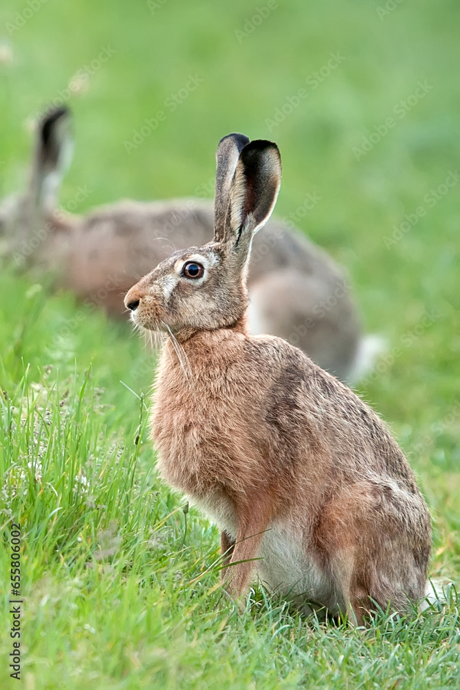 Fototapeta premium Hare in a clearing in the wild 