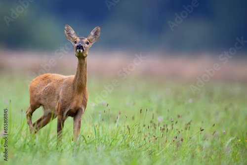 Roe deer in a clearing in the wild 