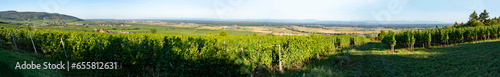 Dambach-La-Ville, France - 09 05 2023: Alsatian Vineyard. Panoramic view of vineyard fields near Dambach-La-Ville village . photo