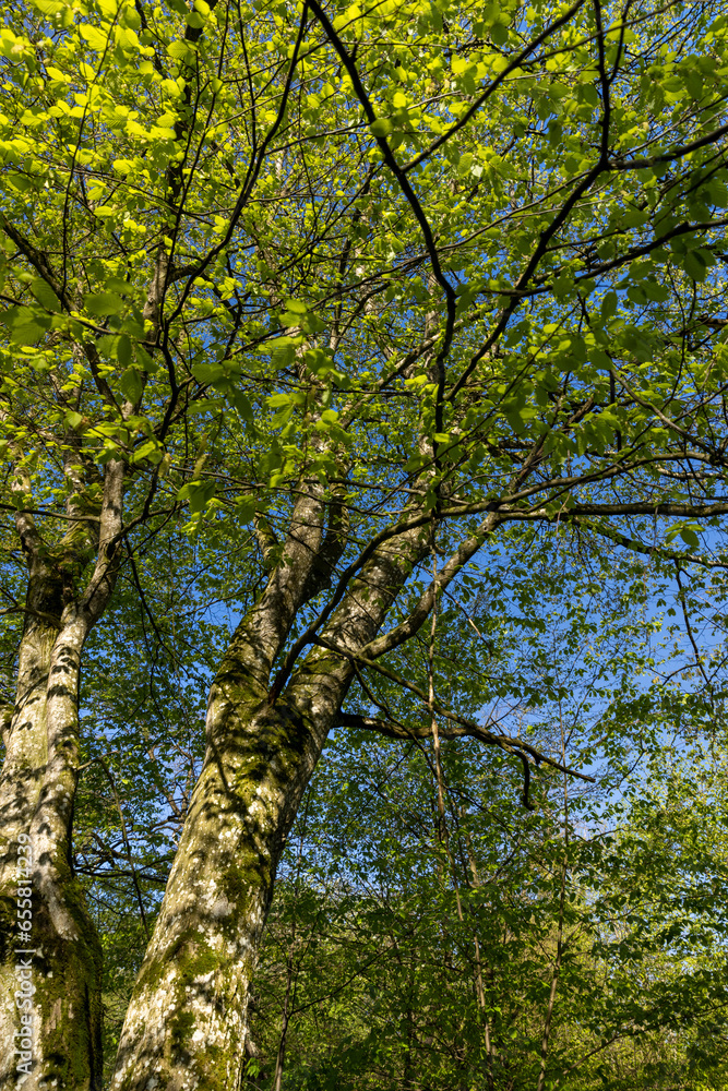 deciduous trees in a mixed forest in the spring season deciduous trees in a mixed forest in the spring season