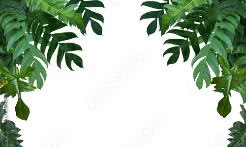 Frame of beautiful big-leafed green bushes Monstera pinnatipartita, Philodendron , Isolated on white background, PNG file, panorama, overlay. photo