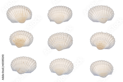 collection of white seashells element