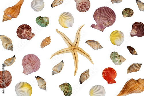 collection of seashells and star fish
