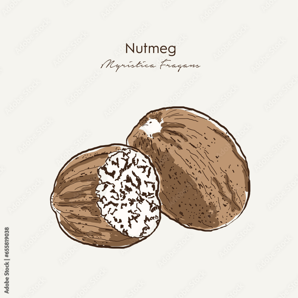 Hand drawn Nutmeg, Mace (Myristica fragans). Hand drawn vector