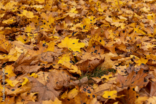 Autumn foliage on trees during its color change