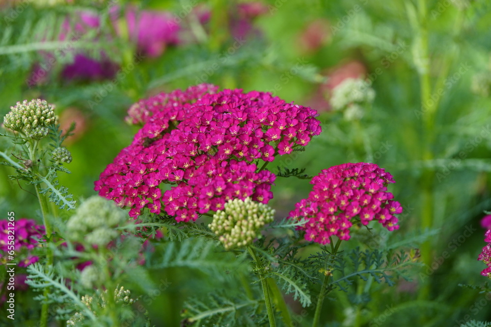 Obraz premium Achillea millefolium ,Pomegranate, Asteraceae family,Hanover, Berggarten, Germany
