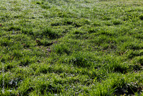 green grass in the spring season in the park