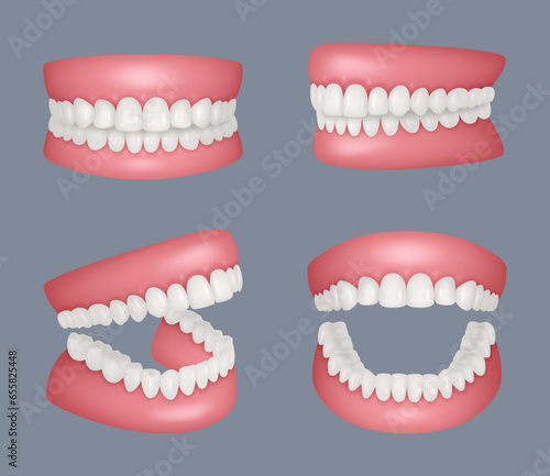 Human jaw. Realistic set of human teeth anatomy closed and open mouth decent vector templates set